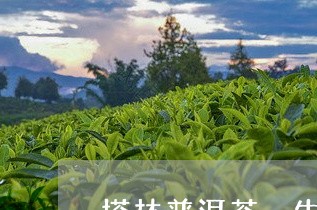 塔林普洱茶 生茶/2023041330583